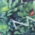 Succulents